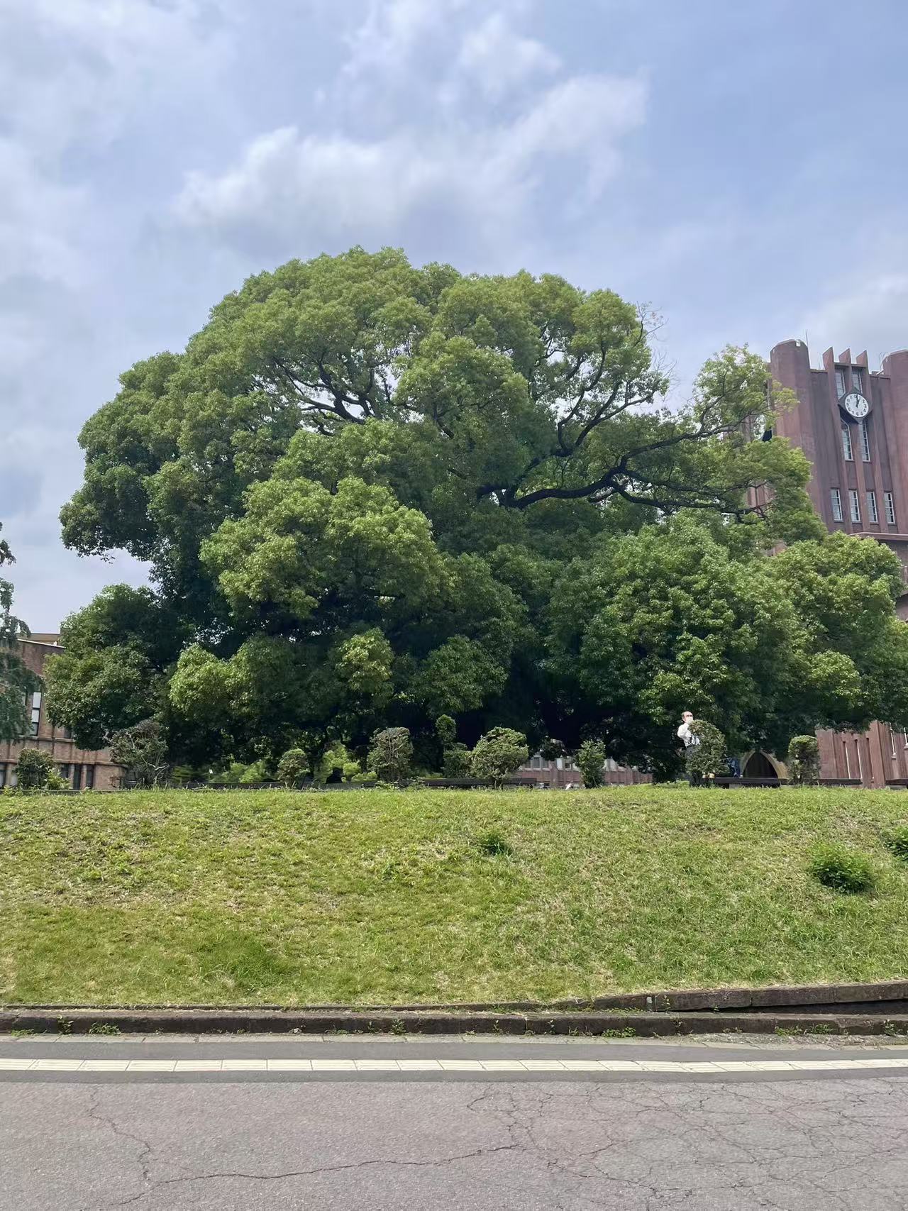 東大の树