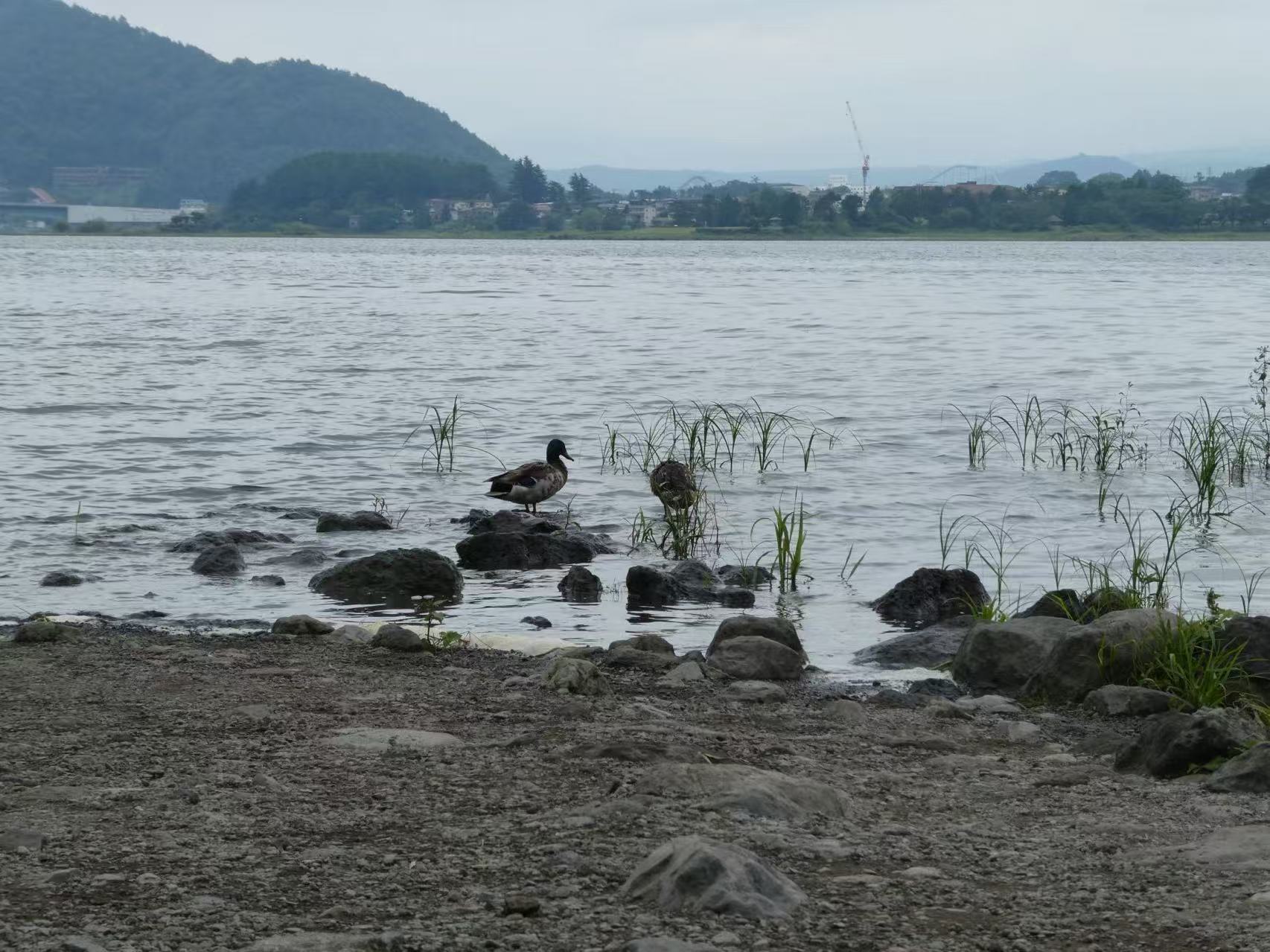 河口湖的鸭子